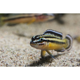 Julidochromis marksmithi "regani Kipili" (EU-NZ)