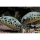 Tetraodon schoutedeni - Leopard-Kugelfisch 5-7cm (WF)