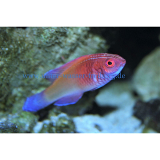 Cirrhilabrus rubrisquamis - Malediven Lippfisch (Männchen) (WF)