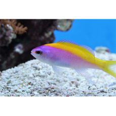 Pseudanthias evansi - Gelbschwanz-Fahnenbarsch (WF)