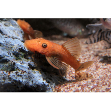 Ancistrus sp. "rot" - Roter Antennenwels 3-5cm...