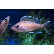 Paracyprichromis nigripinnis "blue neon" (NZ)