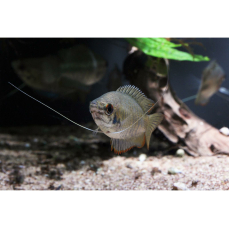 Trichogaster bejeus - Gestreifter Fadenfisch (WF)
