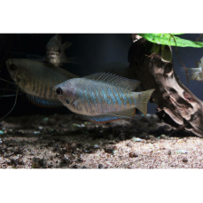 Trichogaster bejeus - Gestreifter Fadenfisch (WF)