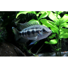 Thysochromis ansorgii - Fünffleckbuntbarsch