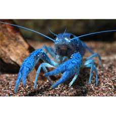 Procambarus alleni - Blauer Flußkrebs 3-5cm...