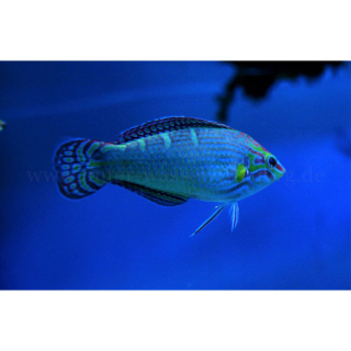 Halichoeres melanurus - Regenbogen-Lippfisch (WF)