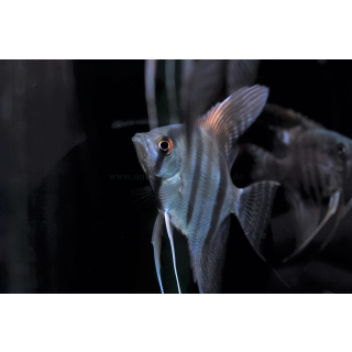 Pterophyllum scalare - Skalar (NZ)