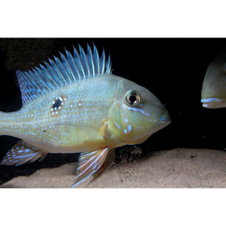 Geophagus argyrostictus "Rio Xingu" - Tränenstrich-Erdfresser