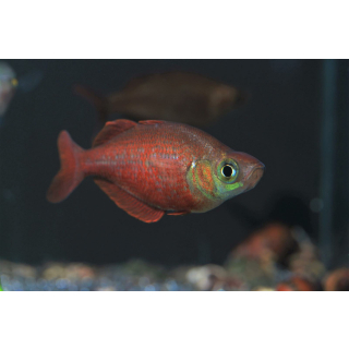 Glossolepis incisus - Lachsroter Regenbogenfisch (NZ)