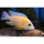 Aulonocara sp. "fire fish select" - Roter Kaiserbuntbarsch 7-11cm (NZ)