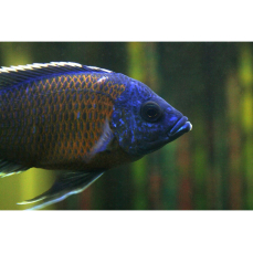 Haplochromis borleyi "red fin" - Kadango red 3-7cm (NZ)