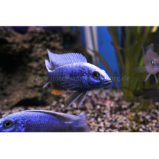 Sciaenochromis fryeri - Blauer Ahli (NZ)