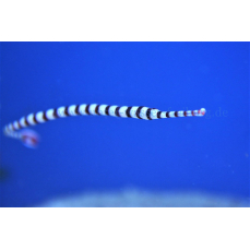 Dunckerocampus dactyliophorus - Zebra-Seenadel (WF)