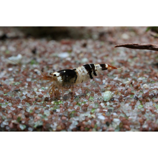 Caridina logemanni "black bee" - Bienengarnele (NZ)