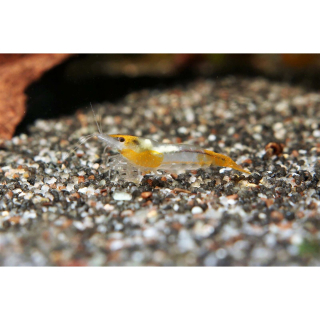 Neocaridina davidi "Rili orange" - Rili-Zwerggarnele (NZ)