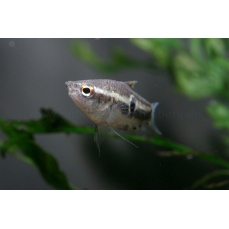 Parasphaerichthys ocellatus - Augenfleck-Gurami (WF)