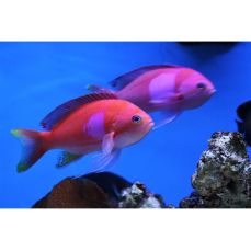 Pseudanthias pleurotaenia - Fahnenbarsch (Männchen)