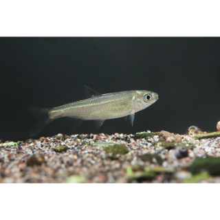 Opsariichthys pachycephalus - Drachenfisch 3-5cm (WF)