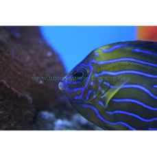 Chaetodontoplus septentrionalis - Blaustreifenkaiser (WF)