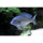 Cyrtocara moorii - Delphinbuntbarsch 3-5cm (EU-NZ)