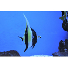 Zanclus cornutus - Halfterfisch (WF)