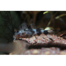 Synodontis decorus - Schmuck-Fiederbartwels