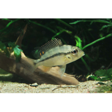 Heterochromis multidens 5-7cm (WF)
