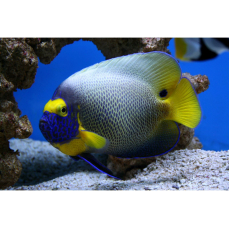 Pomacanthus xanthometopon - Blaukopf-Kaiserfisch (WF)