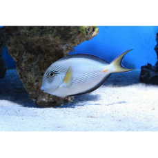 Acanthurus sohal - Arabischer Doktor (11-17cm)(WF)