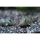 LDA25 - Parotocinclus jumbo - Pitbull-Pleco 4-6cm (NZ)