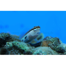 Ecsenius bimaculatus - Zwei-Punkt-Schleimfisch (WF)