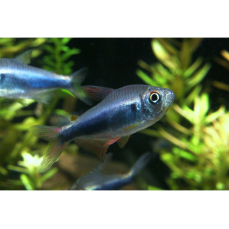 Hyphessobrycon margitae - Rot-blauer Perusalmler (EU-NZ)