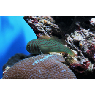 Gobiodon histrio - Grüne Korallengrundel (WF)
