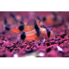 Corydoras weitzmani - Weitzmans Panzerwels (NZ)