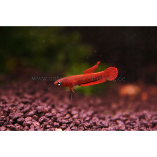 Betta rutilans - Roter Kampffisch (WF)