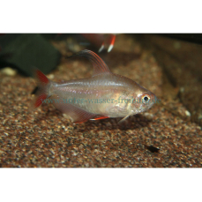 Hyphessobrycon bentosi/ornatus - Schmucksalmler