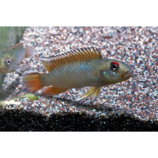 Nanochromis teugelsi