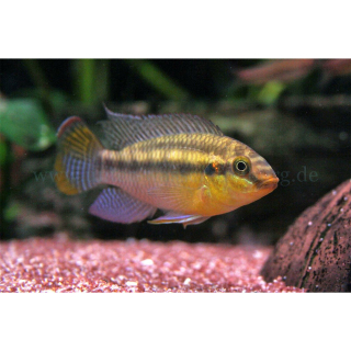 Pelvicachromis silviae - Prachtbuntbarsch (DNZ)