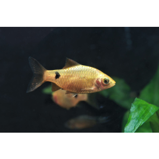 Pethia conchonius "gold" - Goldene Prachtbarbe (EU-NZ)