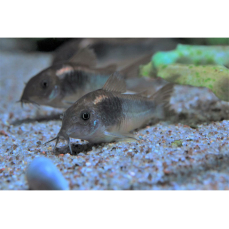 Corydoras aeneus - Metall-Panzerwels (EU-NZ)