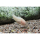 Corydoras sp. "albino" - Albino-Panzerwels (NZ)