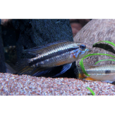 Apistogramma mendezi "rot"