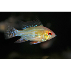 Mikrogeophagus ramirezi "gold" - Goldener...