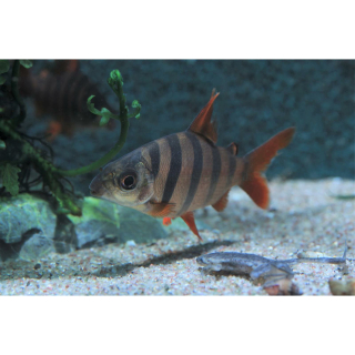 Distichodus sexfasciatus - Zebra-Geradsalmler