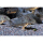 Corydoras sterbai - Sterbas Panzerwels 3-4cm (NZ)