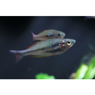 Melanotaenia parva - Kleiner Regenbogenfisch (EU-NZ)