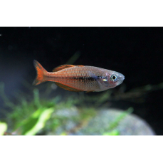 Melanotaenia parva - Kleiner Regenbogenfisch (EU-NZ)