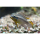 Pelvicachromis kribensis "Moliwe" (NZ)