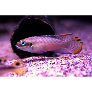 Pelvicachromis taeniatus "Nigeria grün"